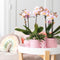 COMBI DEAL van 2 Orchideeën - Roze