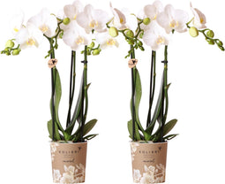 COMBI DEAL van 2 Orchideeën - Wit