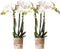 COMBI DEAL van 2 Orchideeën - Wit