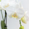 COMBI DEAL van 2 Orchideeën - Wit