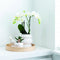 COMBI DEAL van 2 Orchideeën - Wit