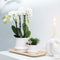 COMBI DEAL van 2 Orchideeën - Wit