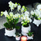 COMBI DEAL van 2 Orchideeën - Wit