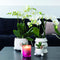 COMBI DEAL van 2 Orchideeën - Wit
