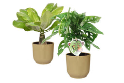 Combi Monstera ‘Monkey Leaf’ en Brighamia 'Hawaii Palm’ in ELHO Vibes Fold Round (botergeel)