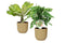 Combi Monstera ‘Monkey Leaf’ en Brighamia 'Hawaii Palm’ in ELHO Vibes Fold Round (botergeel)