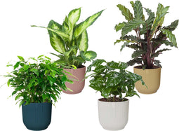 Combibox kamerplanten in ELHO Vibes Fold sierpotten - Set van 4 - De Groot - Combibox- Hoogte 40 cm