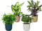Combibox kamerplanten in ELHO Vibes Fold sierpotten - Set van 4 - De Groot - Combibox- Hoogte 40 cm