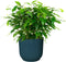 Combibox kamerplanten in ELHO Vibes Fold sierpotten - Set van 4 - De Groot - Combibox- Hoogte 40 cm