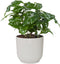Combibox kamerplanten in ELHO Vibes Fold sierpotten - Set van 4 - De Groot - Combibox- Hoogte 40 cm