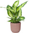 Combibox kamerplanten in ELHO Vibes Fold sierpotten - Set van 4 - De Groot - Combibox- Hoogte 40 cm