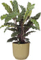 Combibox kamerplanten in ELHO Vibes Fold sierpotten - Set van 4 - De Groot - Combibox- Hoogte 40 cm