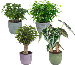 Combibox kamerplanten met Bergamo keramiek sierpot in trendy kleuren – ↨ 25cm – ⌀ 12cm