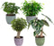 Combibox kamerplanten met Bergamo keramiek sierpot in trendy kleuren – ↨ 25cm – ⌀ 12cm