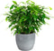 Combibox kamerplanten met Bergamo keramiek sierpot in trendy kleuren – ↨ 25cm – ⌀ 12cm