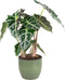 Combibox kamerplanten met Bergamo keramiek sierpot in trendy kleuren – ↨ 25cm – ⌀ 12cm