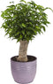 Combibox kamerplanten met Bergamo keramiek sierpot in trendy kleuren – ↨ 25cm – ⌀ 12cm