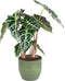 Combibox kamerplanten met Bergamo keramiek sierpot in trendy kleuren – ↨ 25cm – ⌀ 12cm