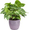 Combibox kamerplanten met Bergamo keramiek sierpot in trendy kleuren – ↨ 25cm – ⌀ 12cm