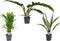 Combipakket Dypsis lutescens (areca) - Sansevieria Aubrytniana Metelicca - Narrow escape feel green ↨ 50cm - 3 stuks - hoge kwaliteit planten