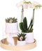 Complete Plantenset All White | Groene planten set met witte Phalaenopsis Orchidee en incl. keramieken sierpotten en accessoires