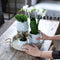 Complete Plantenset All White | Groene planten set met witte Phalaenopsis Orchidee en incl. keramieken sierpotten en accessoires