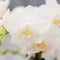 Complete Plantenset All White | Groene planten set met witte Phalaenopsis Orchidee en incl. keramieken sierpotten en accessoires