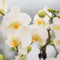 Complete Plantenset All White | Groene planten set met witte Phalaenopsis Orchidee en incl. keramieken sierpotten en accessoires