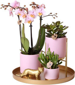 Complete Plantenset Gold foot pink | Groene planten set met roze Phalaenopsis Orchidee en incl. keramieken sierpotten en accessoires -