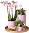 Complete Plantenset Gold foot pink | Groene planten set met roze Phalaenopsis Orchidee en incl. keramieken sierpotten en accessoires -