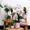 Complete Plantenset Gold foot pink | Groene planten set met roze Phalaenopsis Orchidee en incl. keramieken sierpotten en accessoires -