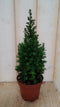 Conifeer 30 cm Jeneverbes blauw
