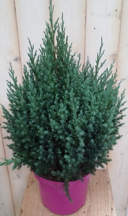 Conifeer 50 cm Jeneverbes blauw