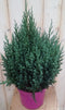 Conifeer 50 cm Jeneverbes blauw