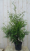 Conifeer Brabant 110 cm