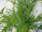 Conifeer Brabant 110 cm
