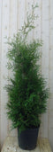 Conifeer Brabant 150 - 180 cm