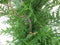 Conifeer Brabant 150 - 180 cm