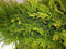 Conifeer Stardust 150 cm