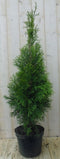 Conifeer Thuja Smaragd 150-180 cm