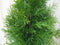 Conifeer Thuja Smaragd 150-180 cm