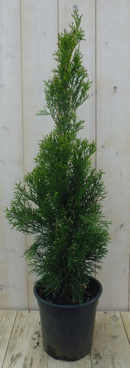 Conifeer Thuja Smaragd 90 cm