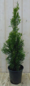 Conifeer Thuja Smaragd 90 cm