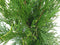 Conifeer Thuja Smaragd 90 cm