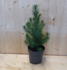 Conifeertje boompje pinus pinea silver crest 40 cm bladhoudend