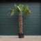 Chinese waaierpalm Trachycarpus Fortunei 160 cm stamhoogte