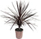 Cordyline australis red star