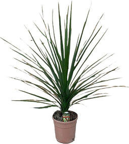 Cordyline indivisa