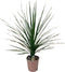 Cordyline indivisa