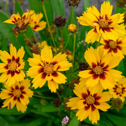 Coreopsis grand. 'Sonnenkind' | 1 stuk | Bijen- en vlinderplant | Bijentuin | 11x11 cm Kwekerspot | Geurend | winterhard | Geel